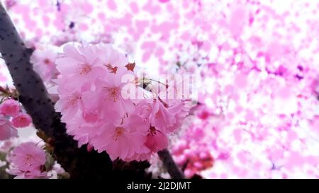 Schöne Zweige von rosa Kirschblüten auf dem Baum Stockfoto