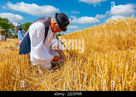 Muzlja, Vojvodina, Serbien, - 03. Juli 2021; XXXVIII traditionell Weizenernte. Ein älterer Mann bindet die Sense mit einem Seil und bereitet sie für die Ernte vor Stockfoto