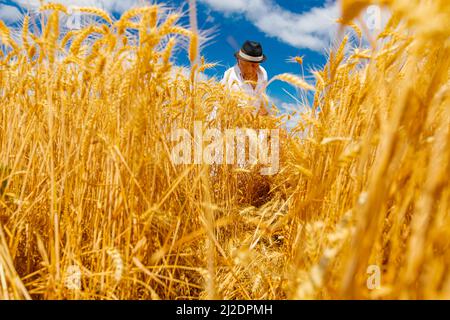 Der Landwirt erntet Weizen manuell mit einer Sense auf traditionelle, ländliche Weise. Stockfoto