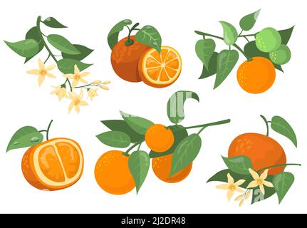 Bunte orange Zweige und Blumen flache Artikel Set. Cartoon Zeichnung orange, Mandarine und Mandarine isoliert Vektor Illustration Sammlung. Zitrus fru Stock Vektor