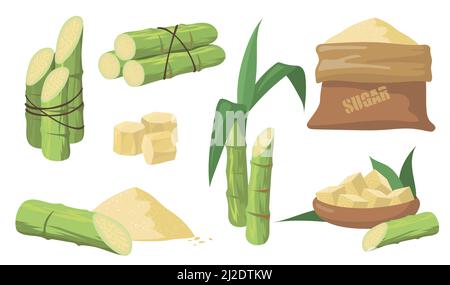 Zuckerrohr und Zucker Set. Pack von grünen Stielen, Pflanzen mit Blättern, Sack mit braunem Zucker isoliert auf weißem Hintergrund. Illustrationen Kollektion für Agr Stock Vektor