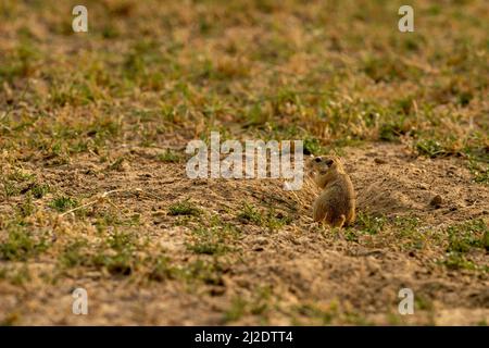 Indische Wüstenjird oder Gerbil oder Meriones hurrianae Nahaufnahme Fütterung Gras aus seinen Höhlen im Wald von Zentral-indien Stockfoto