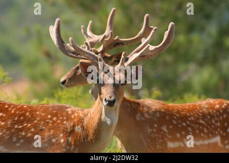 Damwild (Dama Dama) Hirsche. Diese Hirsche haben noch die vaskuläre Schicht aus Samt, ihr Geweih. Diese Schicht liefert Sauerstoff und Nährstoffe zu Stockfoto