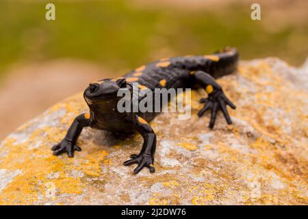 Feuer Salamander (Salamandra Salamandra) Bilder aus dem Monat in Israel im Januar Stockfoto