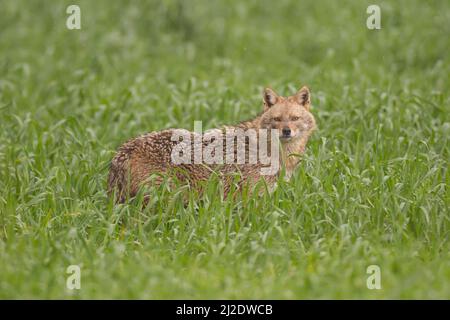 Goldener Schakal (Canis aureus), auch Asiatisch, orientalisch oder gemeiner Schakal genannt, fotografiert im Winter in Israel in üppigem Grün Stockfoto