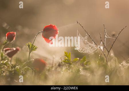 Selektiver Fokus auf eine rote Anemone-Coronaria (Mohn-Anemone). Fotografiert in Israel im Frühling Januar. Diese Wildblume kann in mehreren Farben erscheinen. M Stockfoto