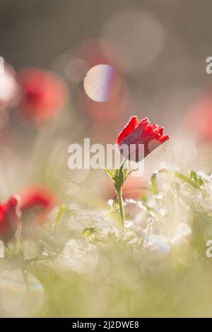 Selektiver Fokus auf eine rote Anemone-Coronaria (Mohn-Anemone). Fotografiert in Israel im Frühling Januar. Diese Wildblume kann in mehreren Farben erscheinen. M Stockfoto