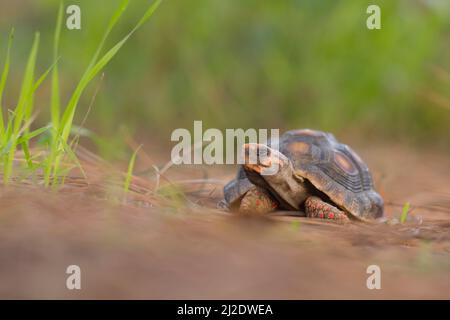 Die Rotfußschildkröte (Chelonoidis carbonarius) ist eine Schildkrötenart aus dem Norden Südamerikas. Sie werden im Volksmund als Haustiere gehalten, und überkoll Stockfoto