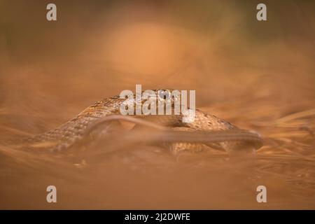 Junge schwarze Whipfnatter (Dolichophis jugularis) Stockfoto