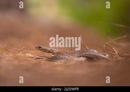 Junge schwarze Whipfnatter (Dolichophis jugularis) Stockfoto