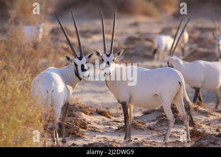 Eine Herde arabischer weißer Oryx (Oryx leucoryx). Der arabische Weißoryx ist eine große weiße Antilope, die in freier Wildbahn fast vollständig ausgestorben ist, was mehrere Gruppen haben Stockfoto