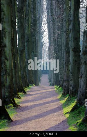 Blick entlang Lady Lucys Gehen Sie zu Wentworth Folly (Stainborough Castle) mit Baumschatten Stockfoto