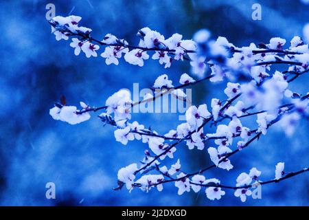 Braunschweig, Deutschland. 01. April 2022. Schnee liegt vor Sonnenaufgang auf den zartrosa Blüten einer Blutpflaume. Quelle: Stefan Jaitner/dpa/Alamy Live News Stockfoto