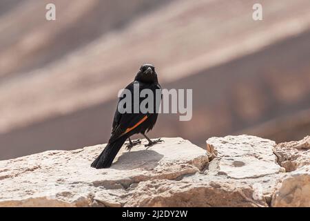 Der Star des männlichen Tristrams, Onychognathus tristramii, starrt mit einem verschwommenen rosafarben Berghang auf die Kamera des Scorpion Ascent in Israel Stockfoto