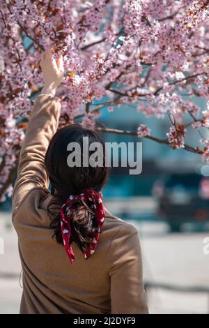 Die Frau, die im blühenden Sakura-Baum-Frühling fotografiert, kommt Stockfoto