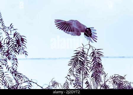 Taubenscheue Fliege. Hoch kontrastiertes monochromes Bild einer Taube, die über Bäumen fliegt, mit Flügeln, die seinen Kopf bedecken. Verschwommener überbelichtete Hintergrundhimmel. Stockfoto