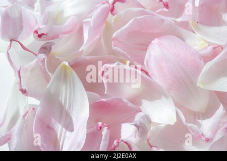 Ein Tulpenblatt. Rosa gefallene Tulpenblätter. Romantischer, sanfter Hintergrund. Ein Symbol der Zerbrechlichkeit und Zärtlichkeit Stockfoto