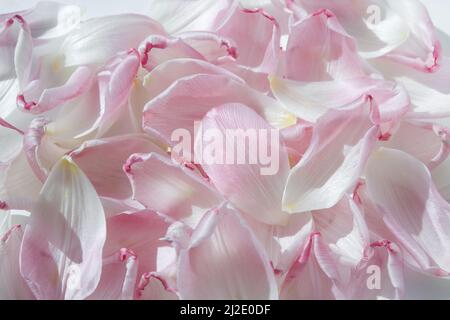 Rosa gefallene Tulpenblätter. Ein Tulpenblatt. Ein Symbol der Zerbrechlichkeit und Zärtlichkeit. Romantischer, sanfter Hintergrund. Stockfoto