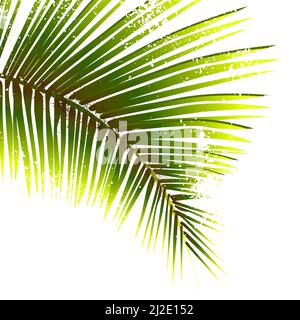 Palmenblatt auf weißem Hintergrund. Vektorgrafik Stock Vektor
