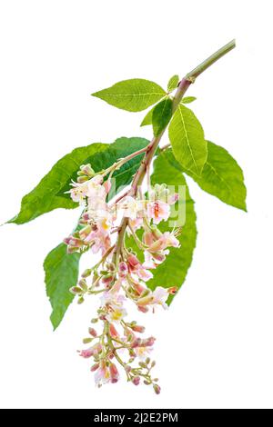 Kastanienblüte ist isoliert auf weißem Hintergrund Stockfoto
