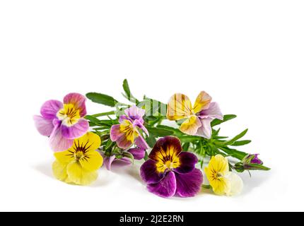 Stiefmütterchen Veilchen blüht es ist auf dem weißen Hintergrund isoliert:Feld Stiefmütterchen Viola arvensis Arten von Veilchen Stockfoto