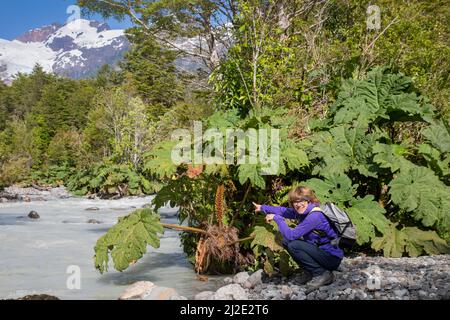Chile, 27-01-2020, Nalca pflanzt entlang eines Flusses im Corcovado Nationalpark in Patagonien entlang der Carretera Austral riesige Blätter. Stockfoto