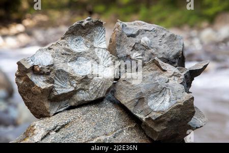 Chile, Muscheln als Fossil in Felsen entlang eines Flusses in Patagonien. Stockfoto