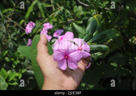 Rosa Nayantara oder vinca Blume.in Bangladesch allgemein bekannt als Nayantara.auch bekannt Catharanthus roseus, allgemein bekannt als Bright Eyes, Cape periwinkle. Stockfoto