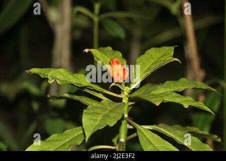 Orange Blume, diese Blume ist als Rosenkaktus bekannt. Auch bekannt als Mom golap oder Pereskia bleo.Rose Kaktus ist eine der attraktivsten Blumen der Welt. Stockfoto