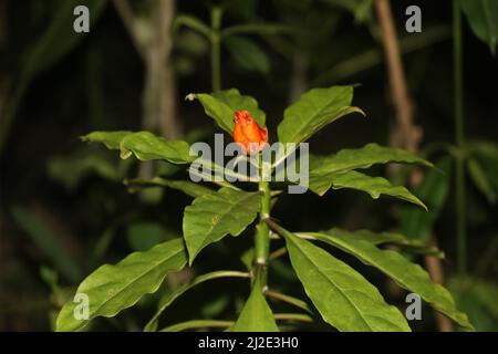 Orange Blume, diese Blume ist als Rosenkaktus bekannt. Auch bekannt als Mom golap oder Pereskia bleo.Rose Kaktus ist eine der attraktivsten Blumen der Welt. Stockfoto