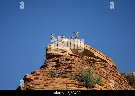 Eine Gruppe von Argali auf einer Klippe im Zion Nationalpark, Utah Stockfoto