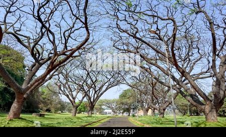 Baumkronen im Bangalore Palace Ground, Bangalore, Karnataka, Indien Stockfoto