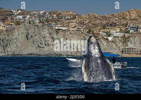 Buckelwale brechen in cabo san lucas mexiko Stockfoto