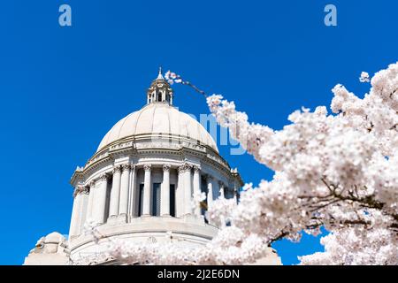 sakura Blüte und uns Kapitol. Washington State Capitol. Legislativgebäude Stockfoto