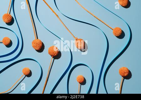 Blauer Hintergrund mit weichen Streifen mit orangen trockenen Craspedia Billy Balls. Minimalistischer geometrischer Hintergrund mit Gradienten und Wellen Stockfoto