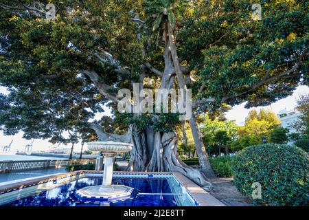 Alameda de Apodaca, einen öffentlichen Park und ein Beispiel für den eklektischen Stil des Regionalismus in Cadiz, mit riesigen ficus Bäume und eine Bank mit Sevi Stockfoto