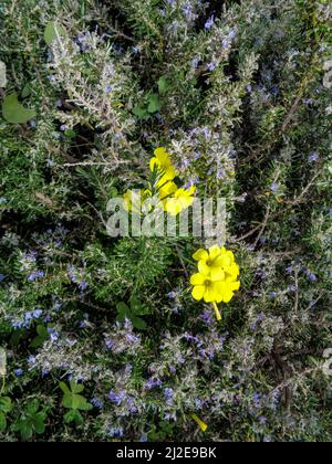 Strahlende Asphodelus fistulose-Blüten wachsen wild entlang der Altea Trail, Costa Dorada, Spanien Stockfoto