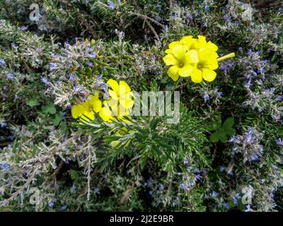 Strahlende Asphodelus fistulose-Blüten wachsen wild entlang der Altea Trail, Costa Dorada, Spanien Stockfoto