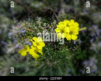 Strahlende Asphodelus fistulose-Blüten wachsen wild entlang der Altea Trail, Costa Dorada, Spanien Stockfoto