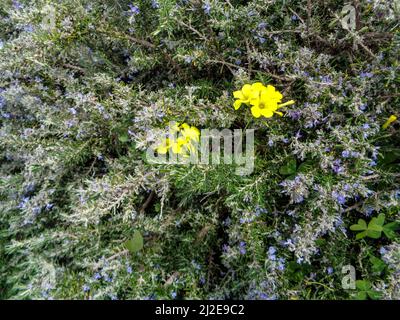 Strahlende Asphodelus fistulose-Blüten wachsen wild entlang der Altea Trail, Costa Dorada, Spanien Stockfoto