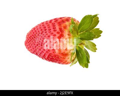 Makrofutter/Fruchtportrait mit einer sukkkkkkkkenden roten Erdbeere auf einfachem Hintergrund Stockfoto