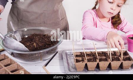 Kleines Mädchen, das hilft, Kräutersamen in kleine Behälter für ein Homeschool-Projekt zu Pflanzen. Stockfoto