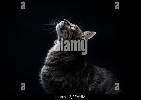 Nahaufnahme einer gestreiften grauen streunenden Katze, die auf einem schwarzen Hintergrund aufschaut Stockfoto
