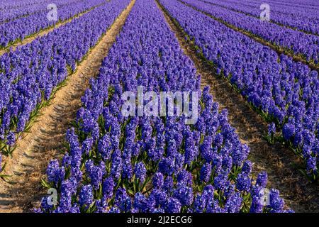 Frühling in den Niederlanden: Gerade Reihen blühender blauer Hyazinthen, Lisse, Südholland. Stockfoto