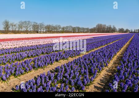 Frühling in den Niederlanden: Farbenfrohe Ansicht der blühenden, zartrosa, dunkelrosa und blauen Hyazinthen, Lisse, Südholland. Stockfoto