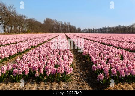 Frühling in den Niederlanden: Landschaftlich reizvolle Aussicht auf blühende, zartrosa Hyazinthen, Lisse, Südholland. Stockfoto