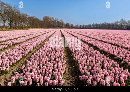 Frühling in den Niederlanden: Landschaftlich reizvolle Aussicht auf blühende, zartrosa Hyazinthen, Lisse, Südholland. Stockfoto