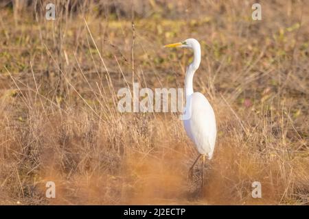 Silberreiher, Ardea alba, thront auf dem Boden Stockfoto