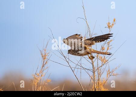 Gewöhnlicher Turmfalke (Falco tinnunculus) beginnt zu fliegen Stockfoto