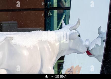 Ventspils, Lettland, 5. Februar 2021: Süße und lustige weiße Kuh mit bemalten Lippen, die an einem verschneiten Wintertag in den Spiegel schauen, eine der vielen Statuen Stockfoto